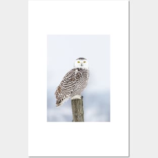 Snowy Owl Posters and Art